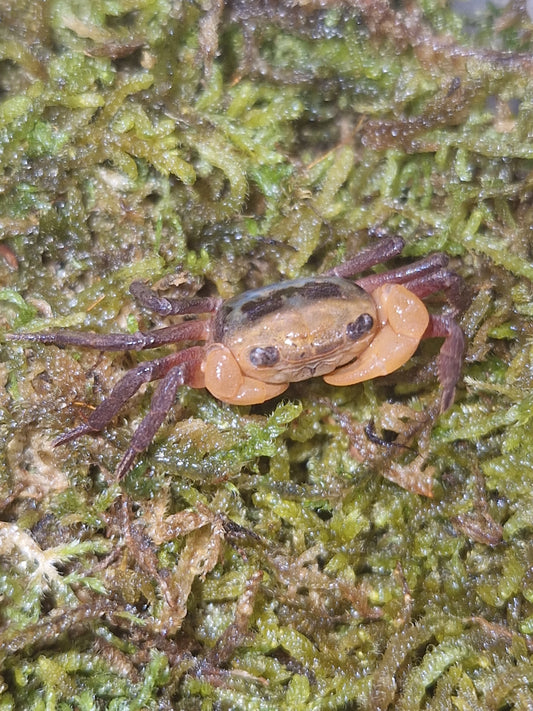 Lepidothelphusa menneri
