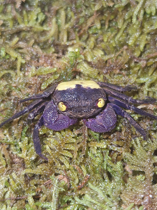 Geosesarma Dennerle