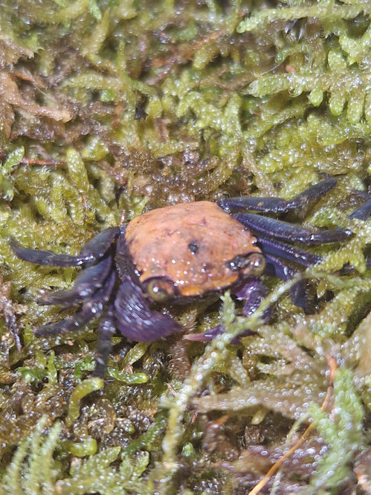 Geosesarma black leg