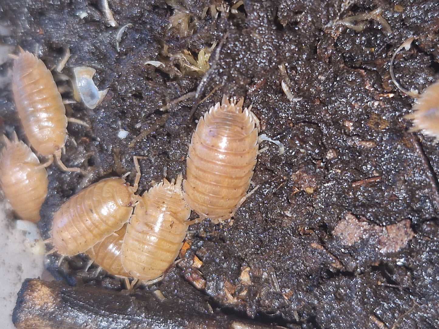 Porcellio laevis orange