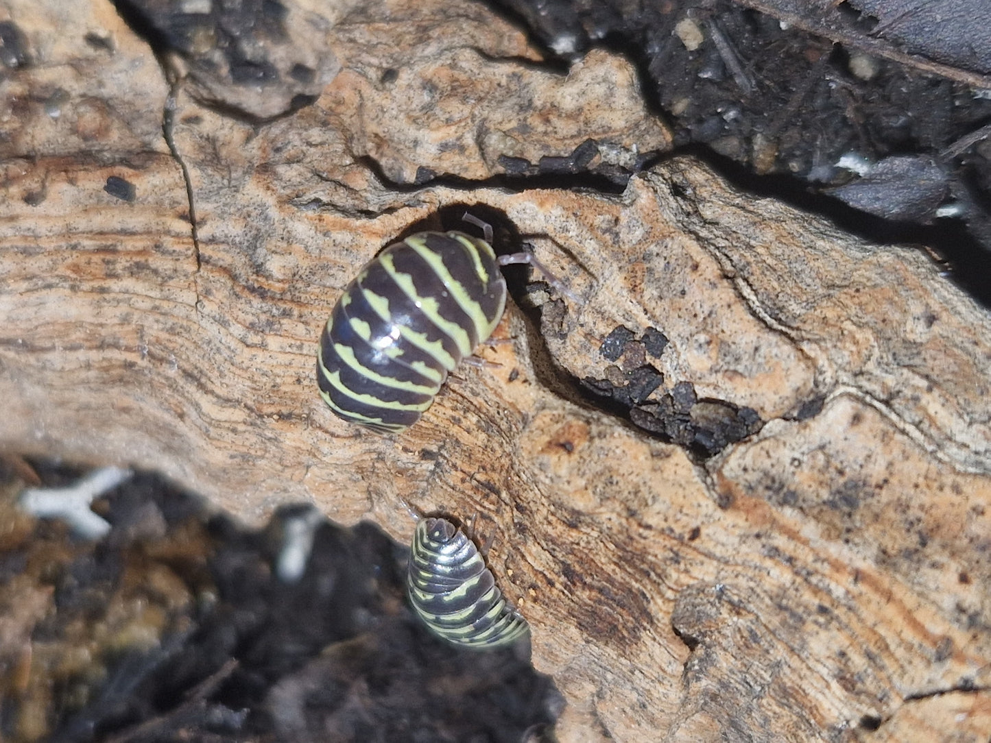 Armadillidium maculatum yellow