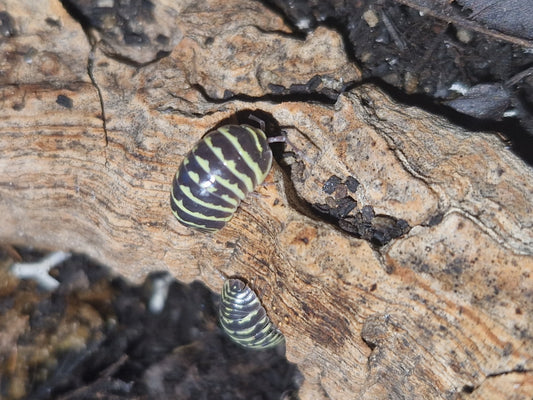 Armadillidium maculatum yellow
