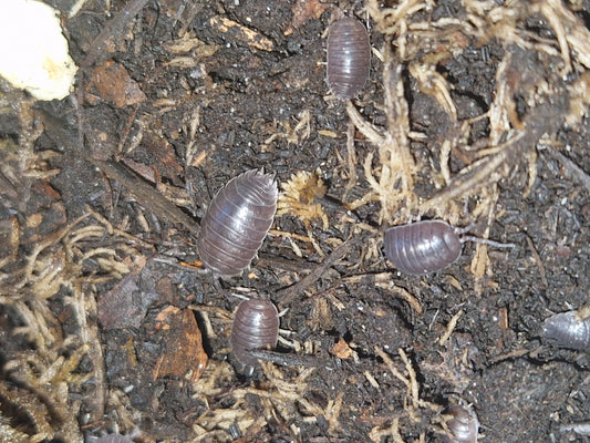 Porcellio laevis black