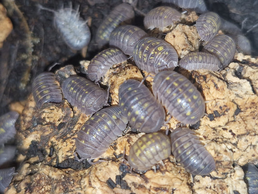 Armadillidium granulatum