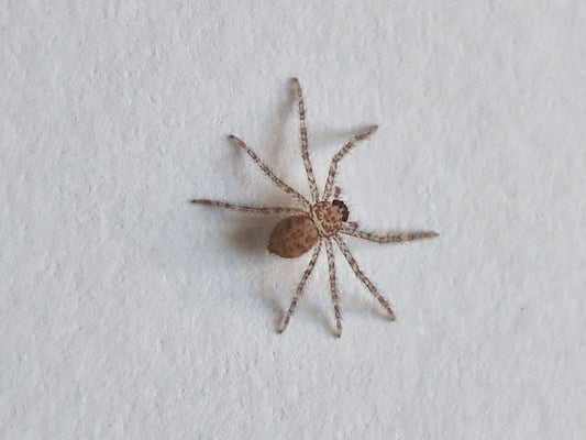 Barylestis variatus