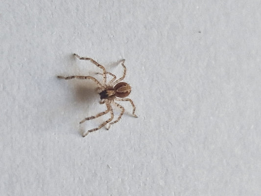 Heteropoda Javana
