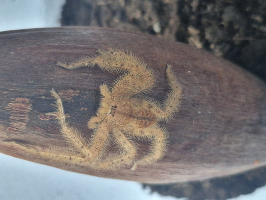 Heteropoda DavidBowie