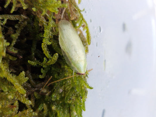 Panchlora Nivea