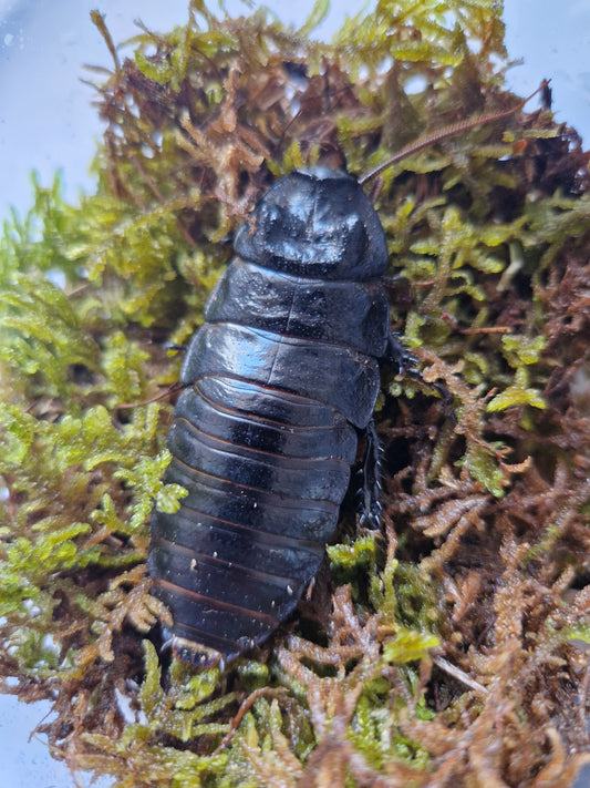 Gromphadorina Portentosa "Black"