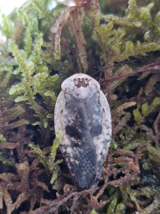 Gyna caffrorum