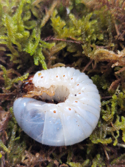 Megasoma Acteon