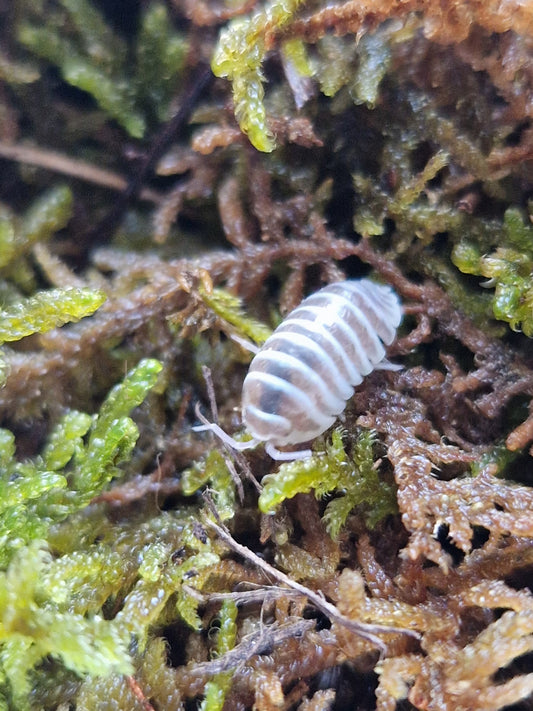Armadillidium maculatum champagne