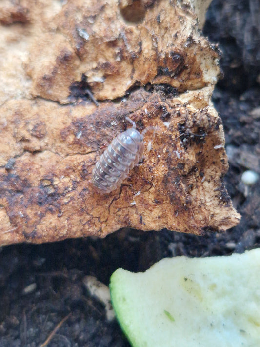 Armadillidium nasatum