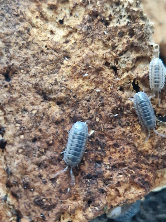 Armadillidium stagnoense