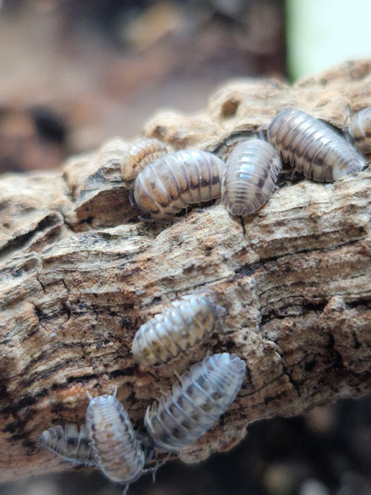 Armadillidium corcyraeum silver