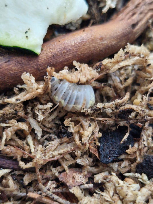 Armadillidium magic potion