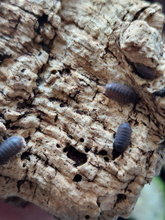 Cubaris Murina