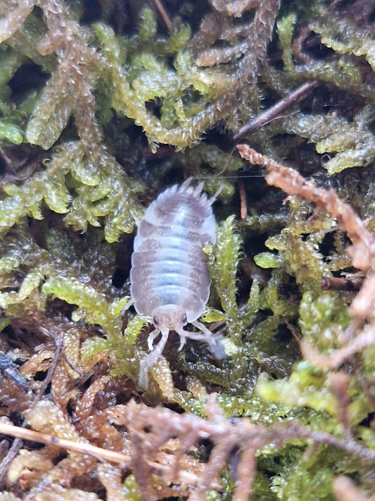 Porcellio laevis milckback