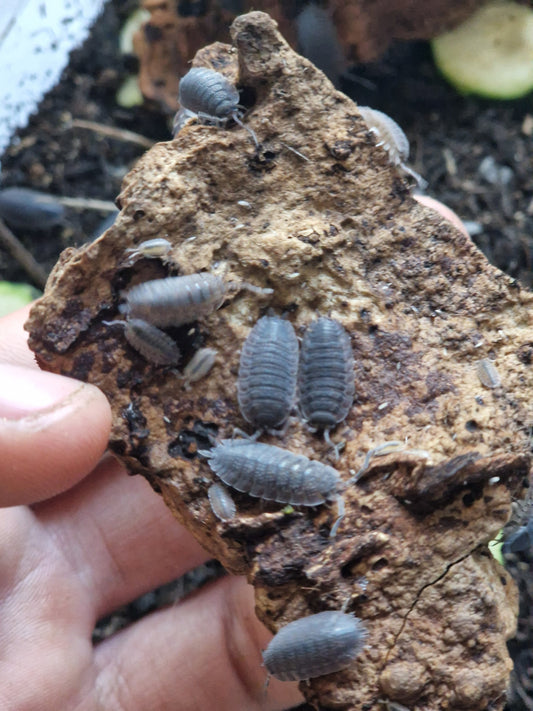 Porcellio echinatus