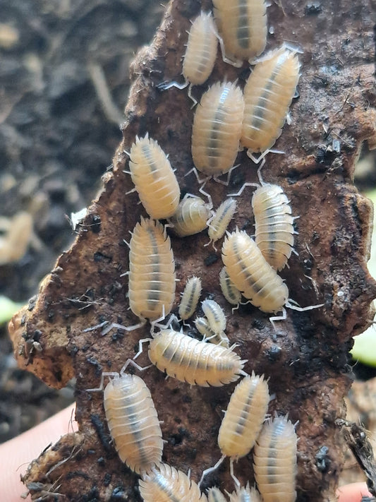 Porcellio baeticensis orange