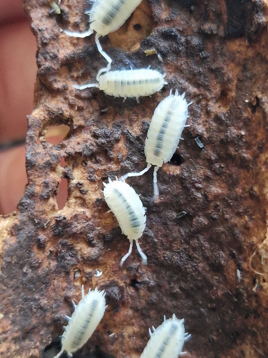 Porcellio scaber white out
