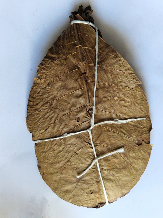 Feuille de catappa
