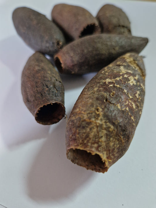 Gousse de Cariniana