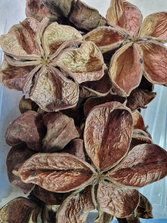 Fleurs de Lotus
