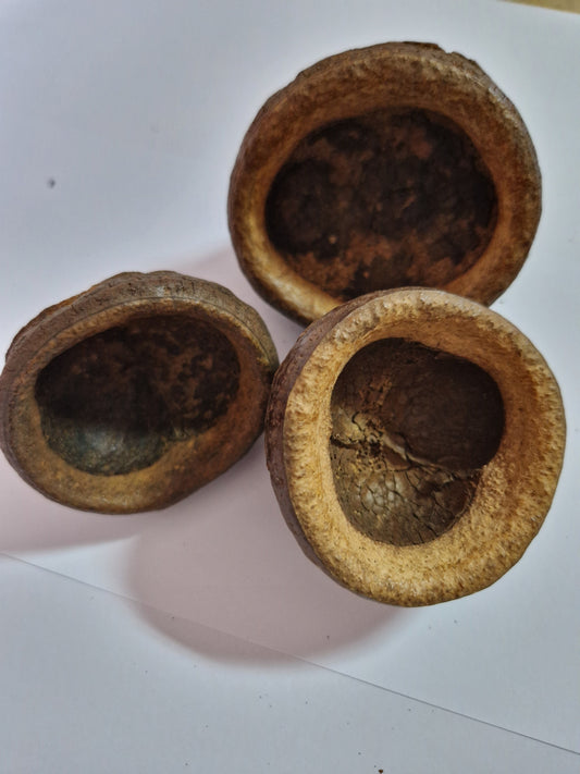 Gousse de Chapeuzhino