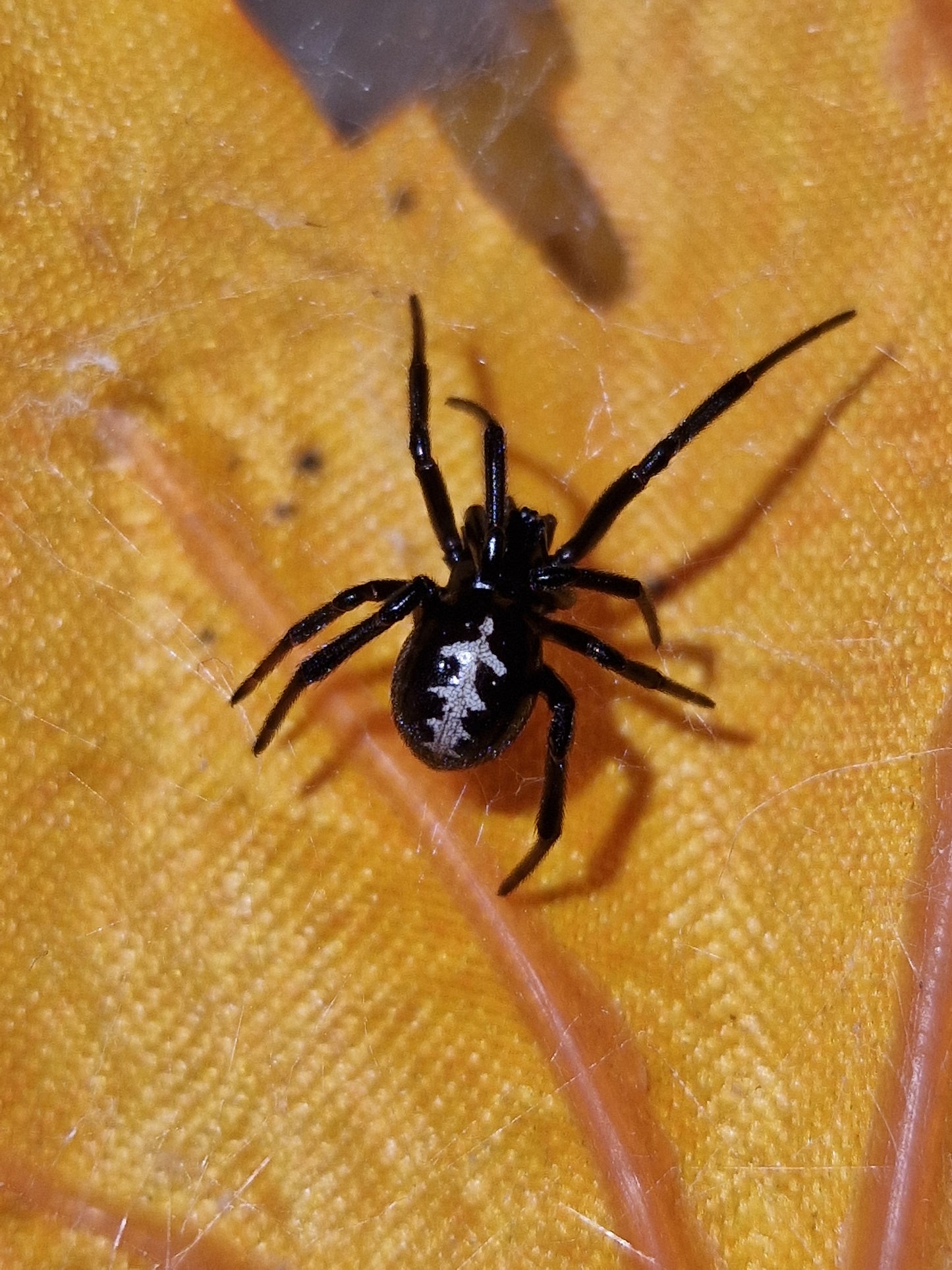 Staetoda paykulliana