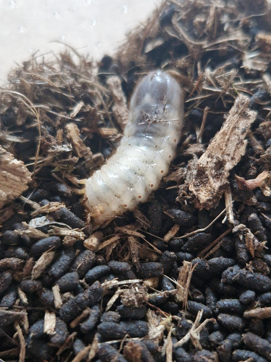 Chlorocala africana camerunica