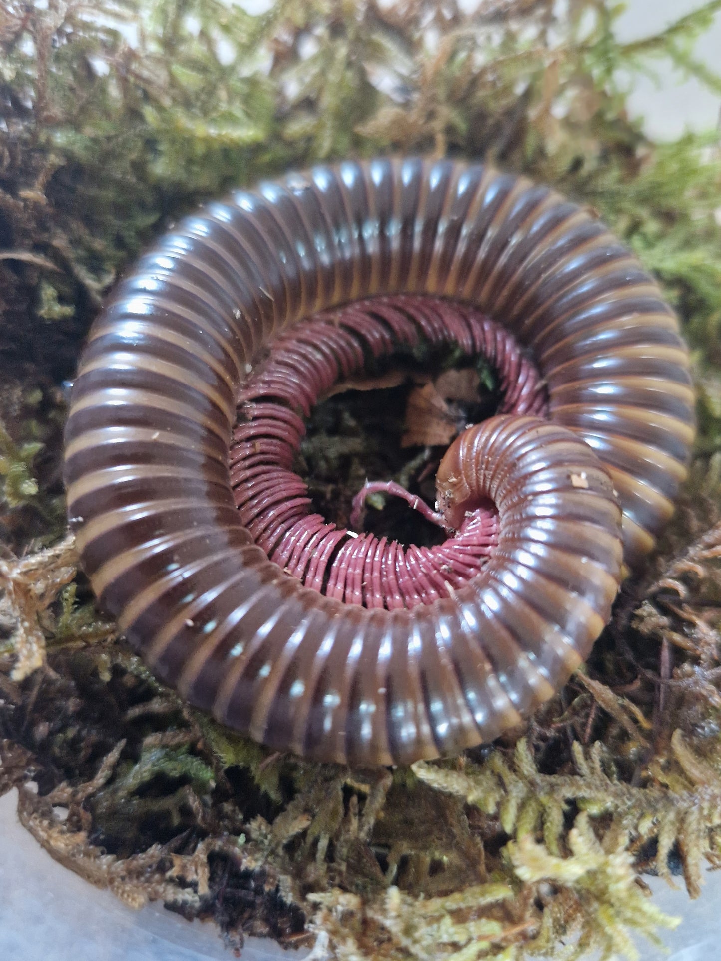 Spirostreptus sp. Togo