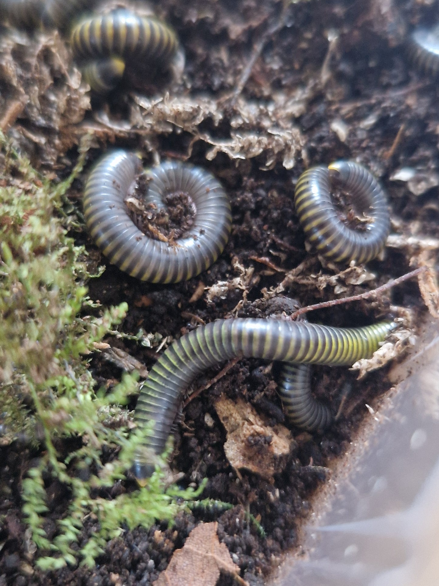 Anadenobolus Molinicornis