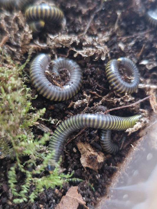 Anadenobolus Molinicornis