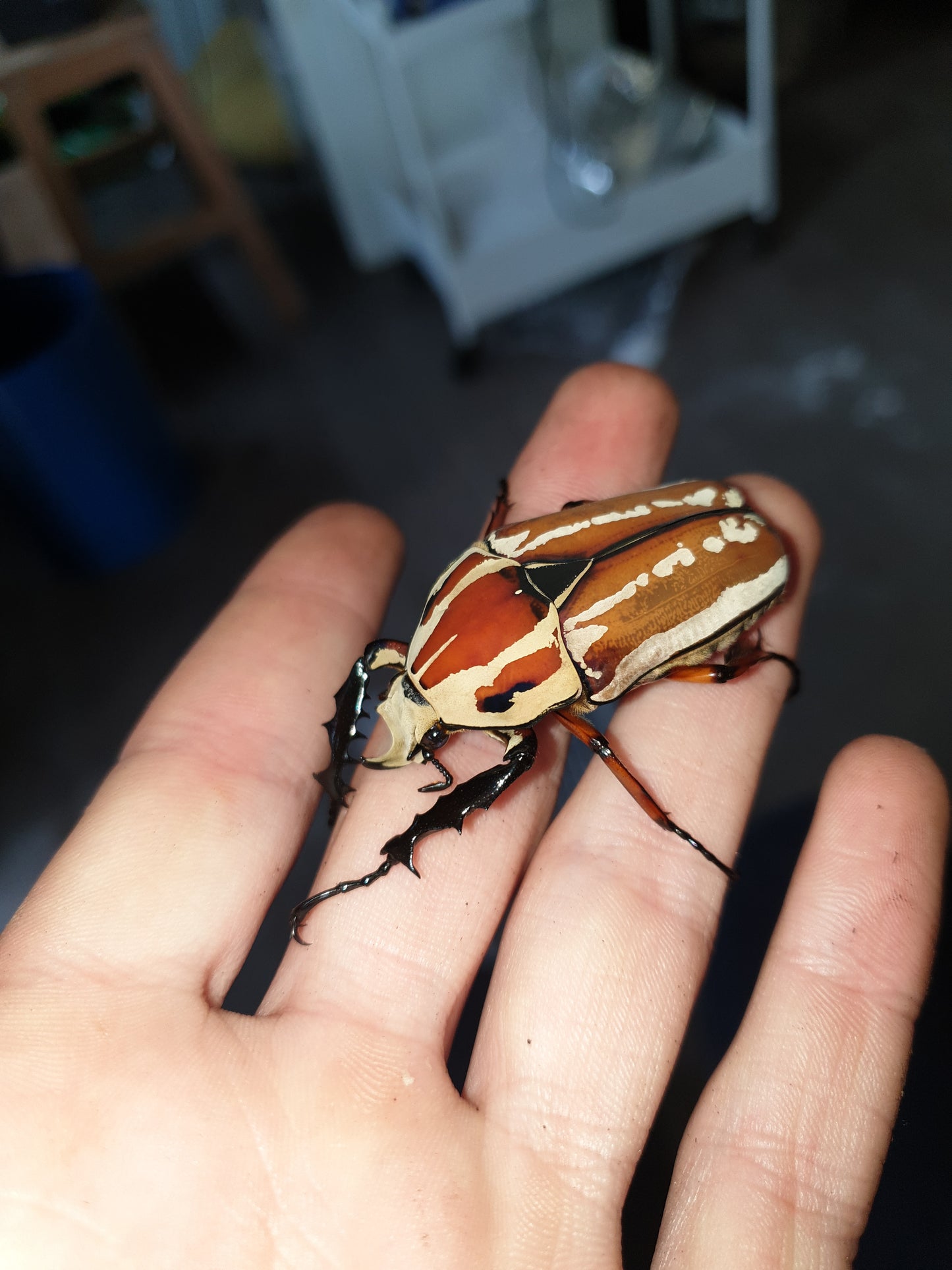 Mecynorrhina torquata ugandensis