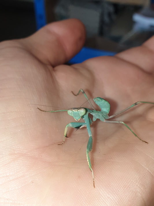 Sphodromantis Aurea