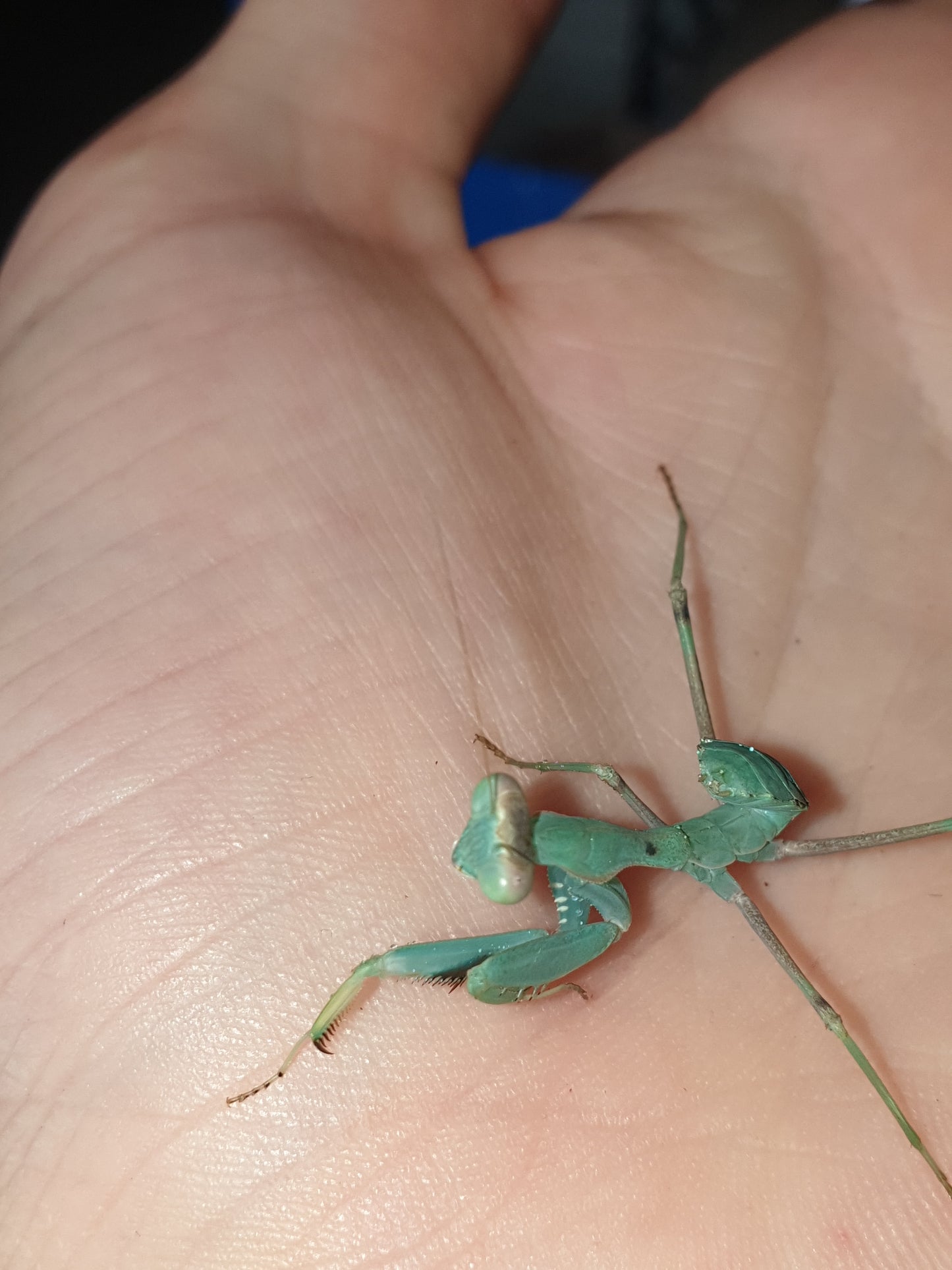 Sphodromantis Aurea