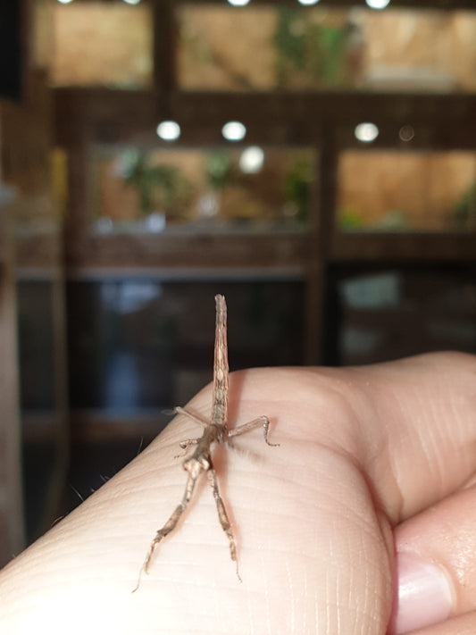 Popa Spurca