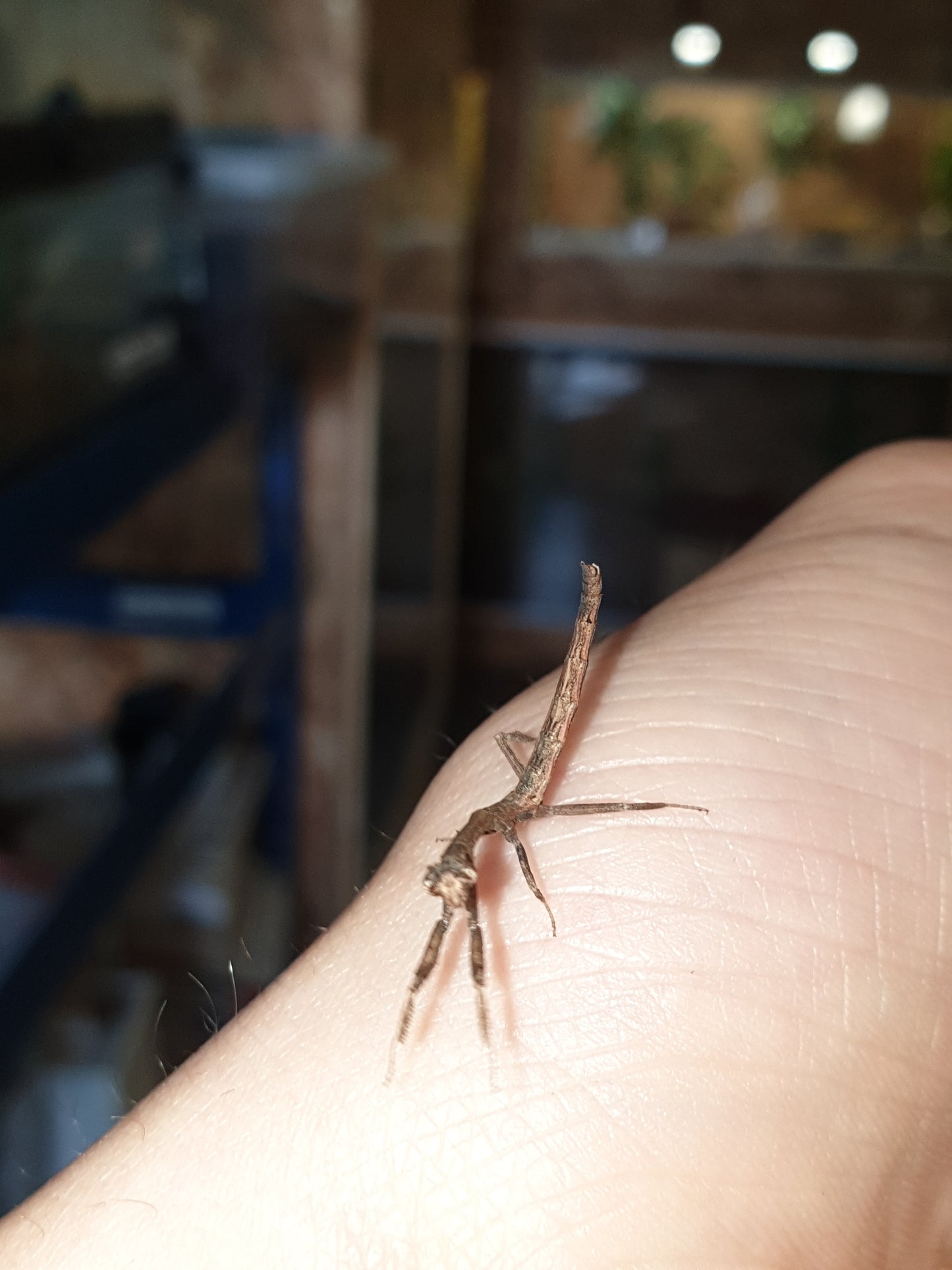 Popa Spurca