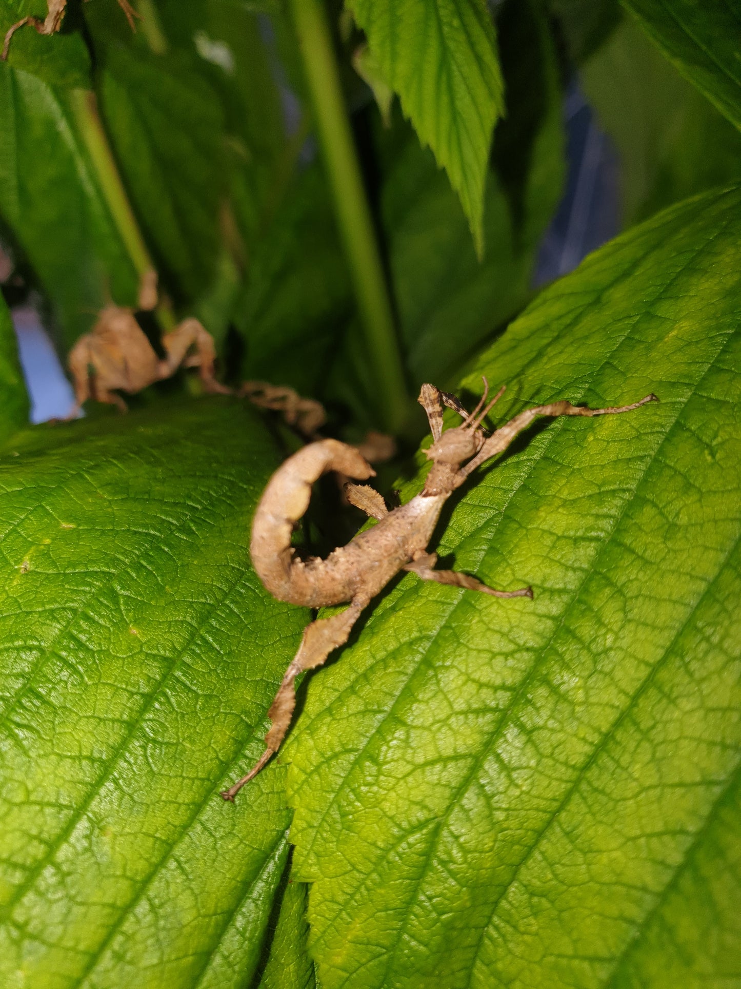 Extatosoma Tiaratum