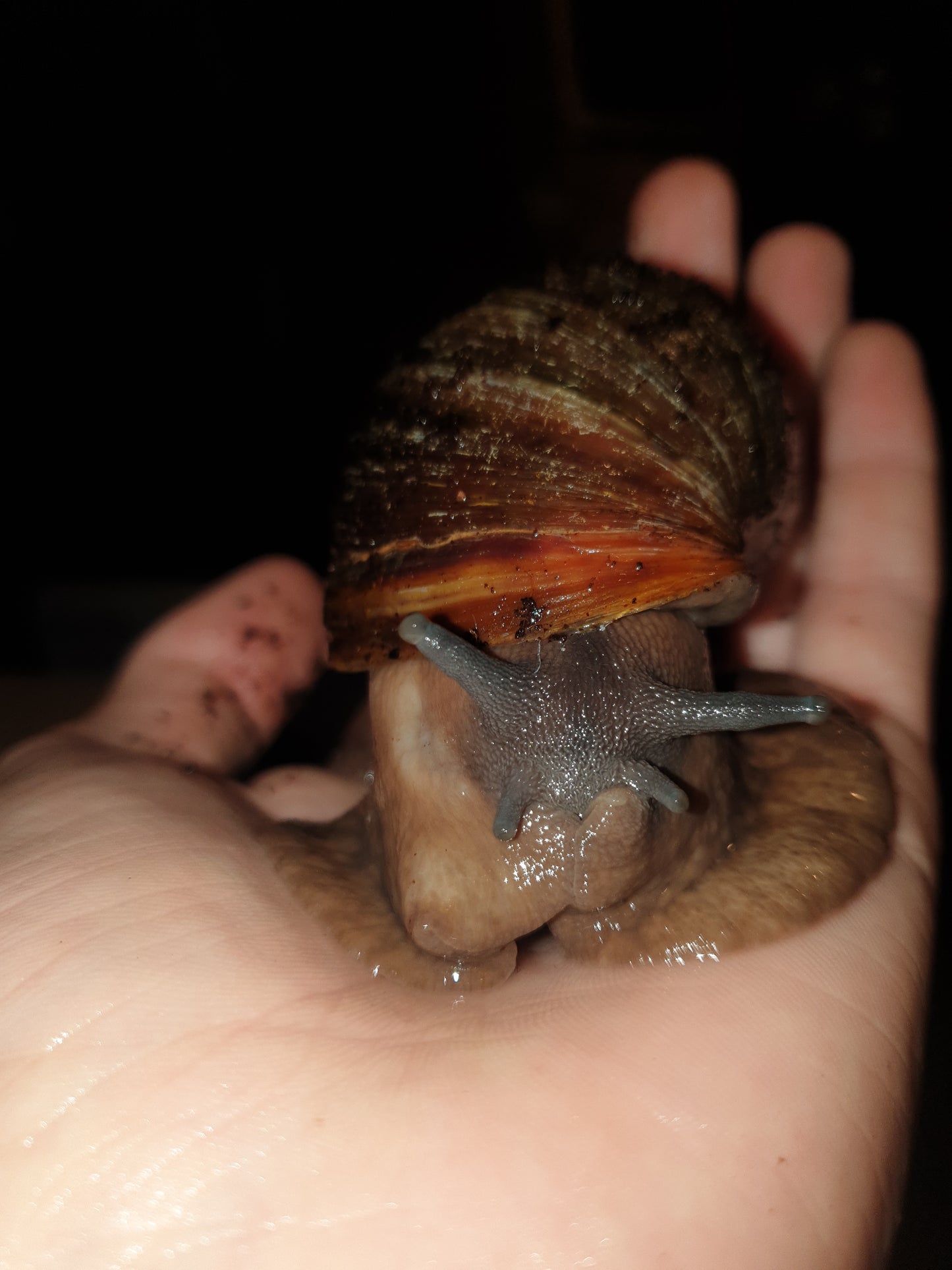 Archachatina puylaerti