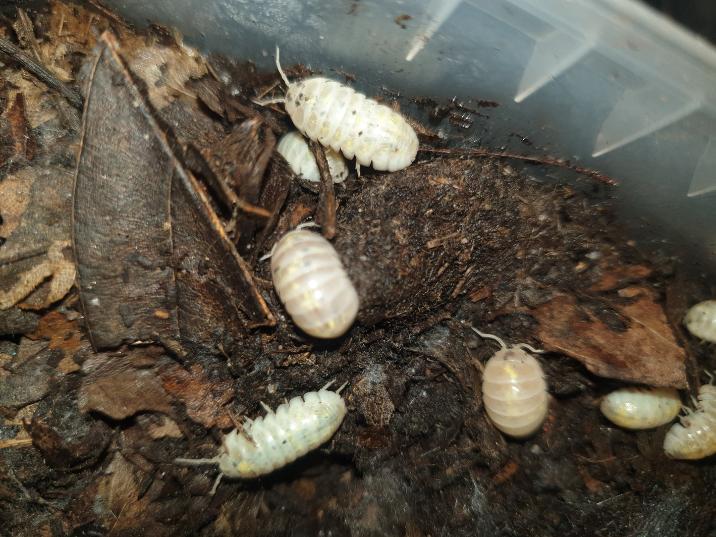 Armadillidium magic potion