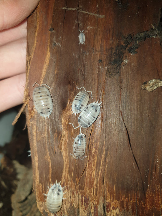 Porcellio laevis dalmatien