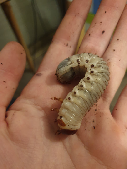 Mecynorrhina torquata immaculicollis