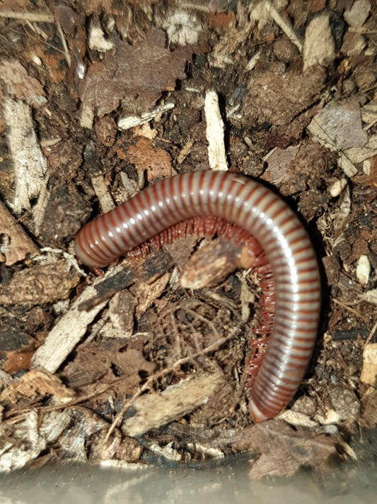 Atopochetus caudulanus