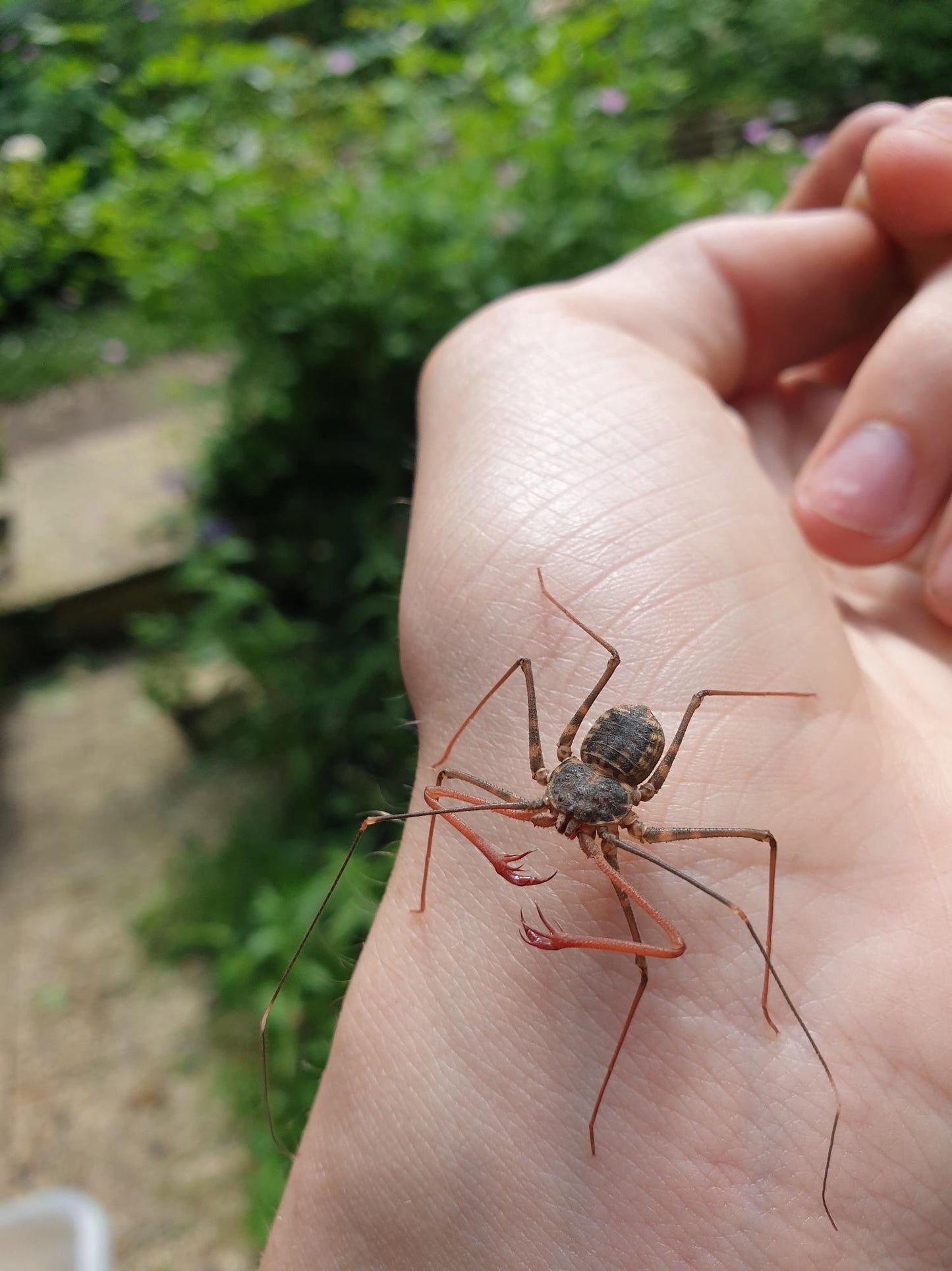 Euphrynichus bacillifer