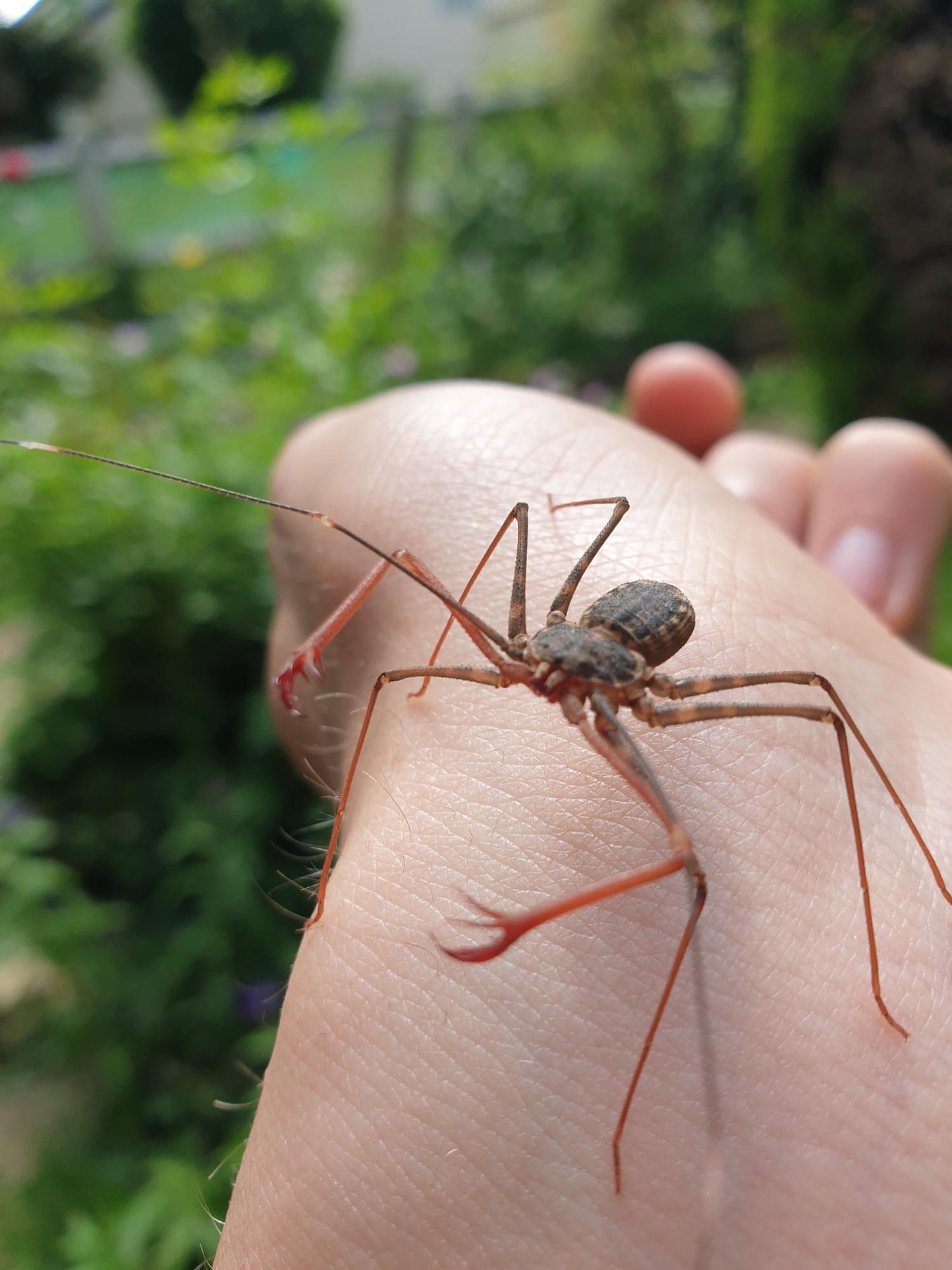 Euphrynichus bacillifer