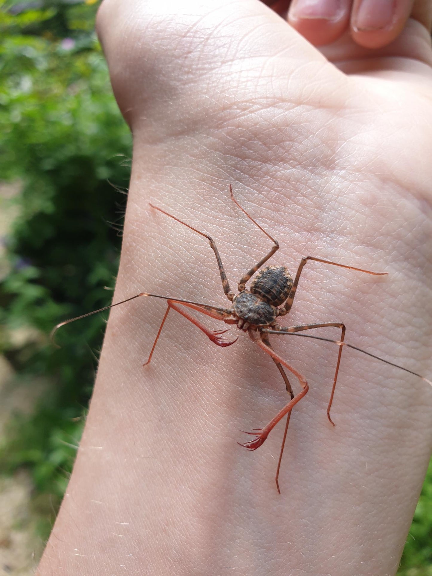 Euphrynichus bacillifer