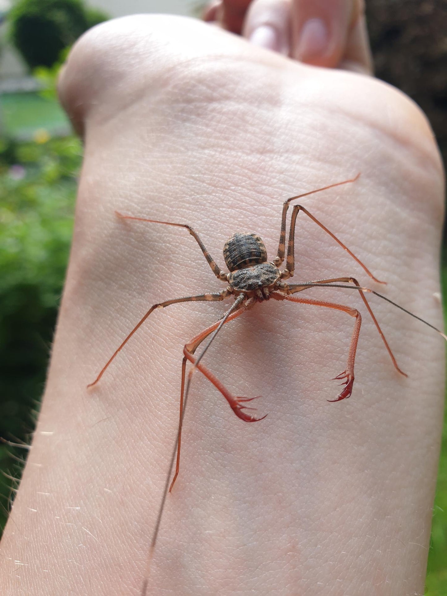 Euphrynichus bacillifer