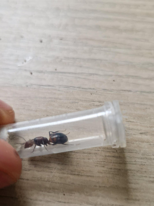 Camponotus Nicobarensis